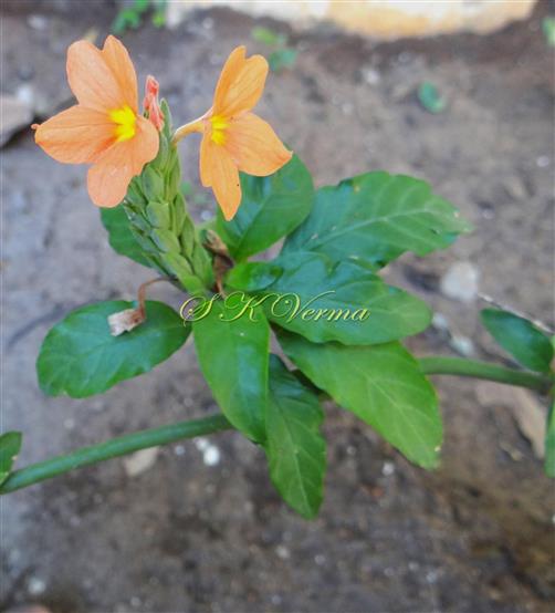   Flowering shoot